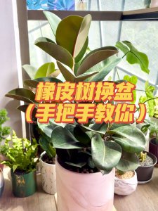 橡皮树夏天可以换盆吗 橡皮树适合夏季更换盆吗？