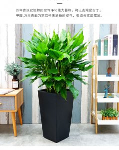 万年青夏天可以换盆吗 夏天可以给万年青换盆吗？