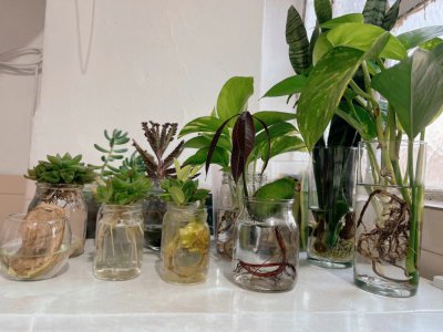 水培绿植怎么养才能更旺盛 水培绿植如何培养更茂盛？