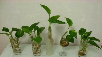 刚水培绿萝怎么养才能更旺盛 怎样才能让刚水养护的绿萝更加茂盛？
