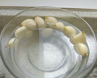 水培大蒜怎么养才能更旺盛 水培大蒜如何培养才能更茁壮