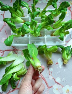 水培蔬菜怎么养才能更旺盛 如何使水培蔬菜茁壮成长