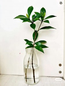水培栀子花怎么养才能更旺盛 水培栀子花如何培养更繁茂？