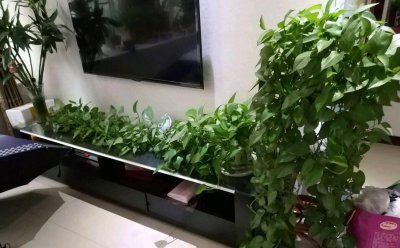 鱼缸水培绿萝怎么养才能更旺盛 如何才能让鱼缸水培绿萝更加茂盛生长？