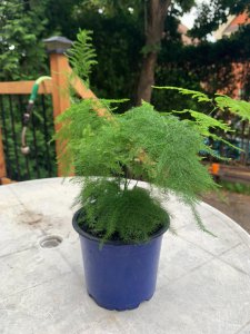 紫竹水培怎么养才能更旺盛 如何让紫竹水培长得更茂盛？
