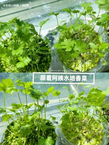 水培香菜怎么养才能更旺盛 水培香菜如何培养更茂盛