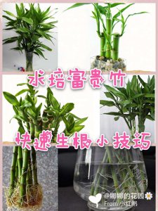 富贵竹水培怎么养才能更旺盛 如何让富贵竹水培茁壮生长