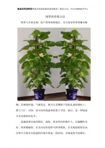 半水培绿萝怎么养才能更旺盛 如何让半水培绿萝更茂盛生长？