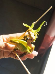 芒果核能种吗 芒果仁可用来种植吗？