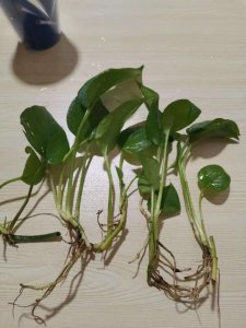 绿萝水培快速生根方法 绿萝水培快速生根技巧