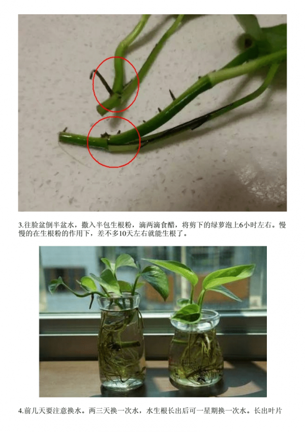 绿法师扦插快速生根方法