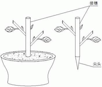 扦插小叶黄杨快速生根方法 小叶黄杨扦插快速生根技巧