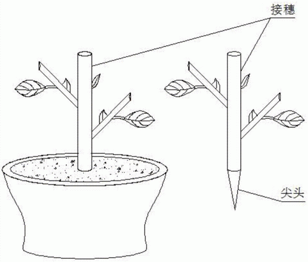 扦插小叶黄杨快速生根方法
