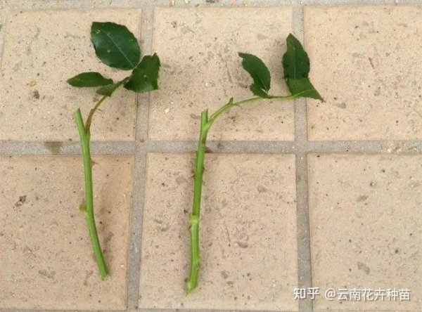 扦插玫瑰的快速生根方法