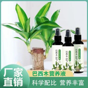 巴西木营养液怎么用 巴西木养生液使用方法