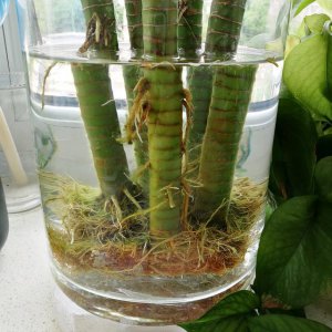 富贵竹营养液怎么用 富贵竹营养液的正确使用方法