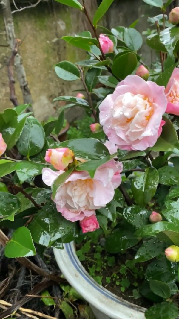 盆栽茶花能淋雨吗