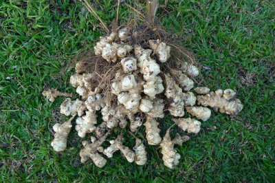 洋姜喜阳还是喜阴植物喜欢背阴无光地方