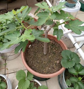 无花果喜阳还是喜阴 无花果是喜欢阳光还是阴凉的？