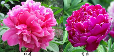 芍药喜阳还是喜阴 芍药喜欢阳光还是阴凉？