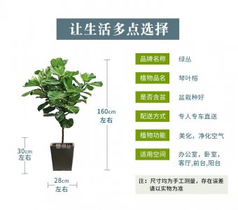 榕树盆栽种植方法 榕树盆栽的种植技巧