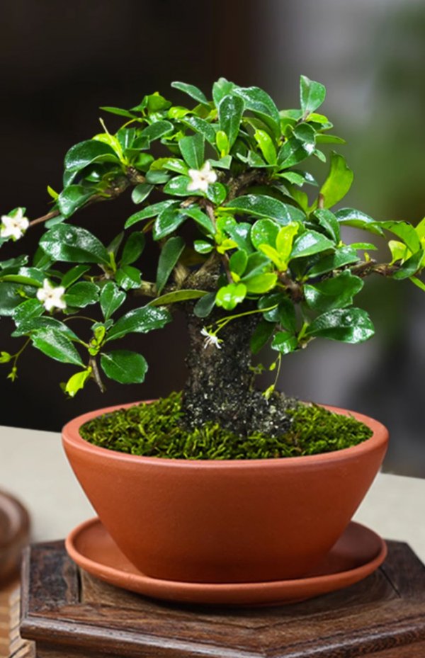福建茶盆景养护方法