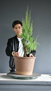 柽柳盆景养护方法和注意事项 柽柳盆景养护指南及关键注意事项