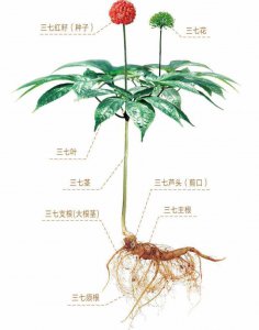 三七盆栽的种植方法和注意事项 三七盆栽的栽培技巧和养护要点