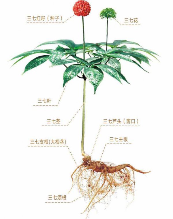 三七盆栽的种植方法和注意事项