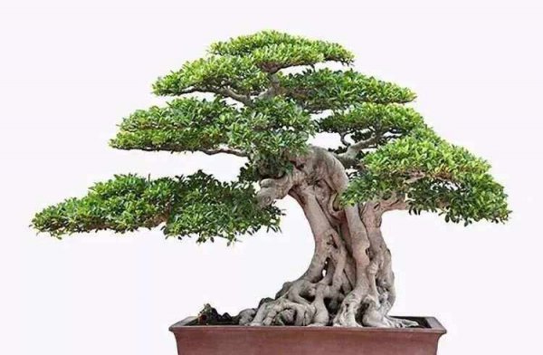 三峡蚊母盆景养护方法