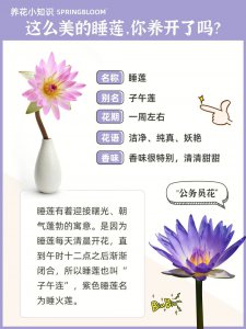 睡莲盆栽的种植方法和注意事项 养护睡莲盆栽需知
