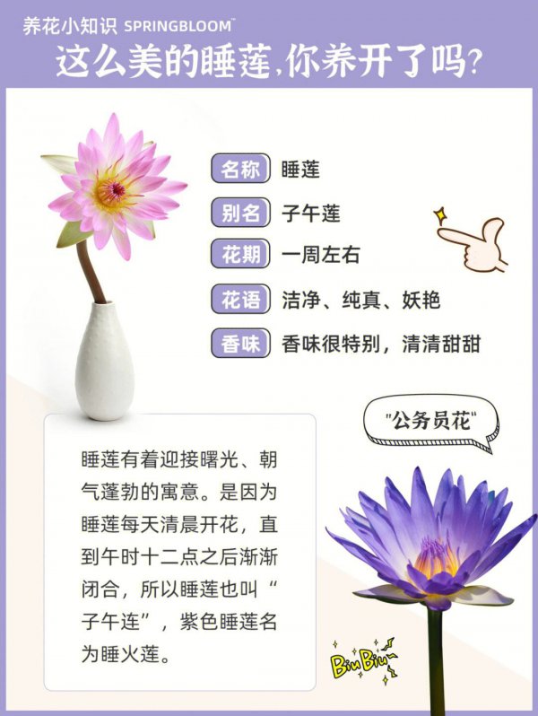 睡莲盆栽的种植方法和注意事项