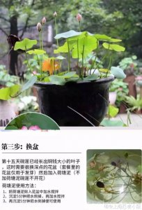 圣莲花盆栽的种植方法和注意事项 种植圣莲花盆栽的方法及注意事项