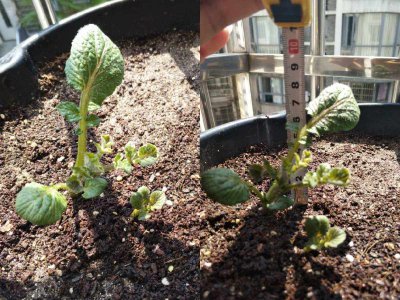 土豆盆栽的种植方法 种土豆盆栽的方法
栽种土豆的步骤