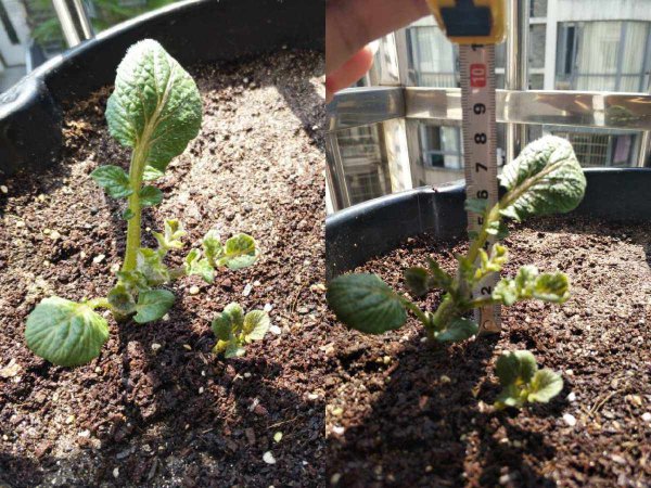土豆盆栽的种植方法