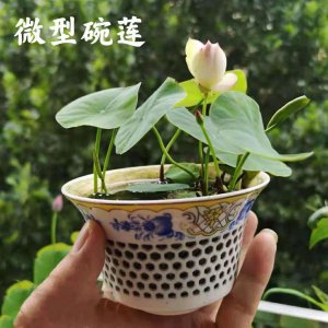 莲花盆栽的种植方法 种植莲花盆栽的步骤