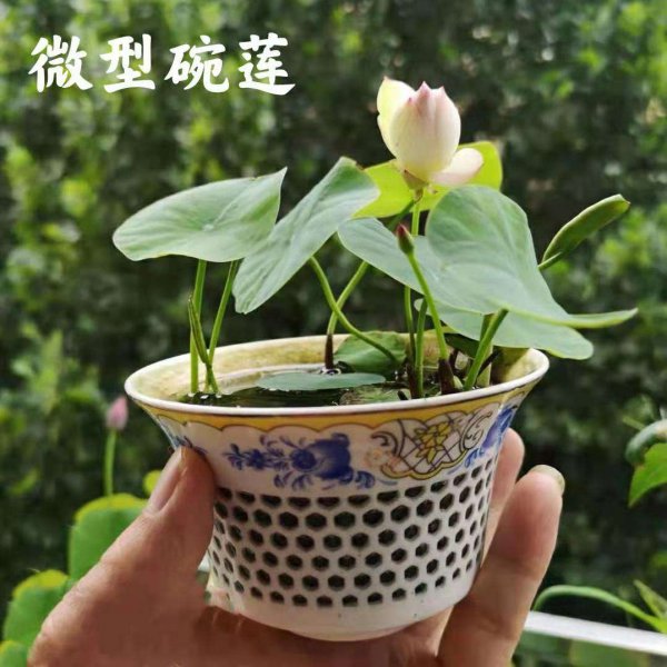 莲花盆栽的种植方法