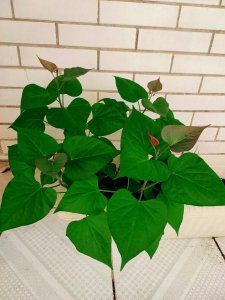 红薯盆栽的种植方法 红薯盆栽种植指南
栽培红薯的简易方法