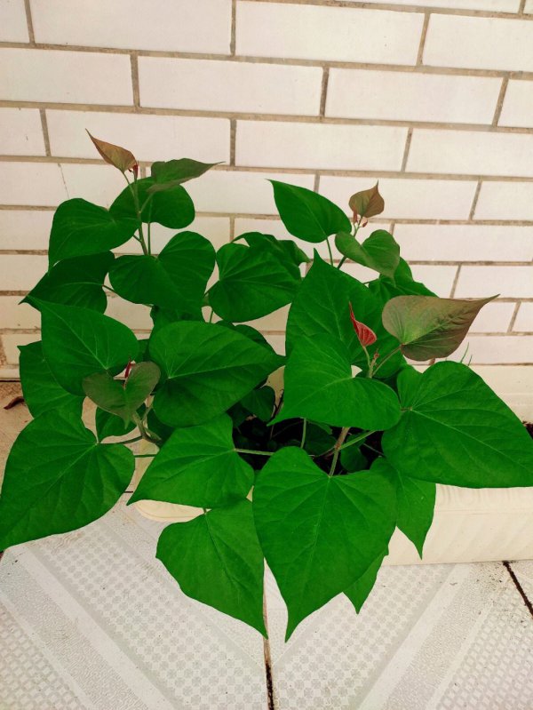 红薯盆栽的种植方法