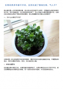 长寿树盆栽的种植方法和注意事项 种植长寿树盆栽的注意事项和方法