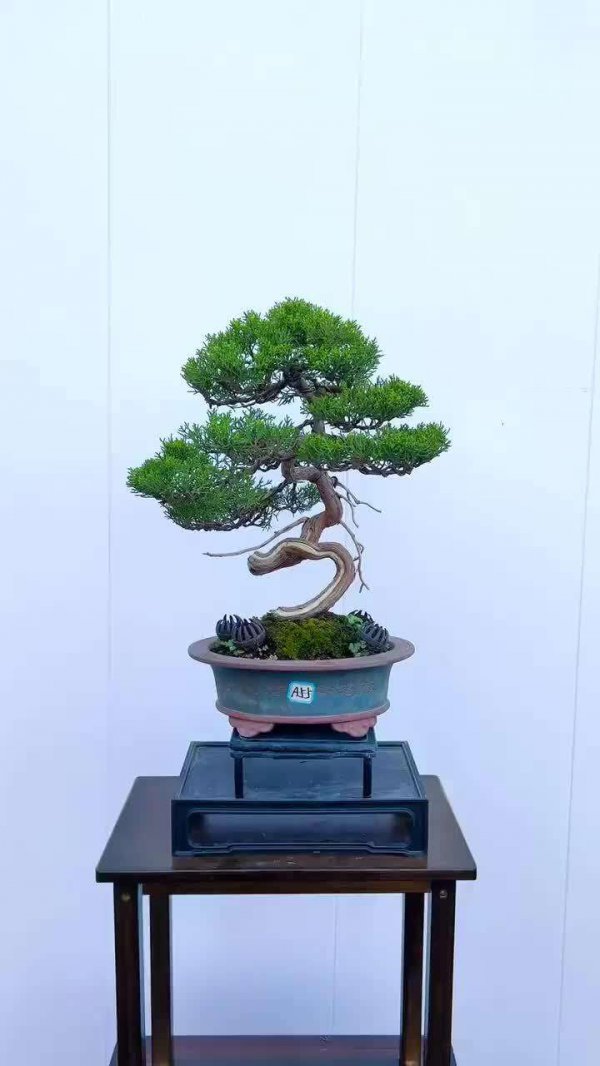 真柏盆景养护方法