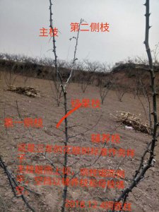 花椒树盆栽的种植方法及管理技术 栽培花椒树盆栽的技巧