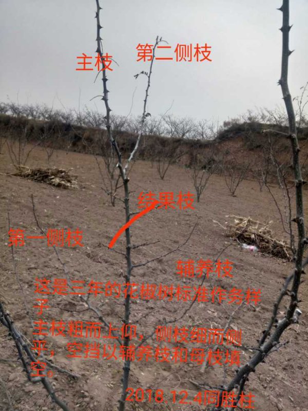 花椒树盆栽的种植方法及管理技术