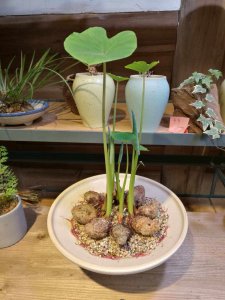 芋头盆栽的种植方法与管理技术 芋头盆栽的栽培和护理技巧