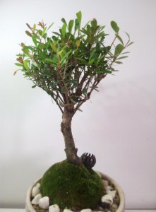 赤楠盆景养护方法 赤楠盆景养护指南