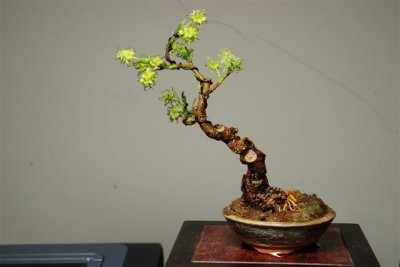 果桑盆景养护方法 果桑盆景的护理技巧
