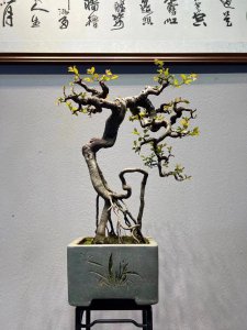 雀梅盆景养护方法与管理 雀梅盆景的养护与管理技巧