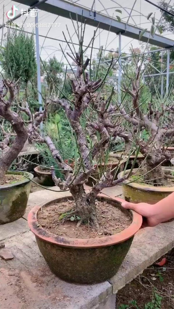 乌梅盆景养护方法
