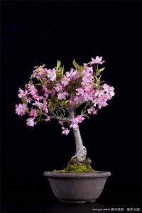 樱花盆景养护方法 ?；ㄅ杈暗幕だ砑记?/></i><h2>樱花盆景养护方法 ?；ㄅ杈暗幕だ砑记?/h2><p>今日小经验分享：?；ㄅ杈把し椒ǖ穆讨不ɑ芊矫娴闹?，接下来就是全面介绍。?；ㄅ杈把し椒ㄔ谘び；ㄅ柙缘氖焙蜃⒁庖欢ㄒ柿拷剿?，不要过</p></a></li>
            <li><a href=