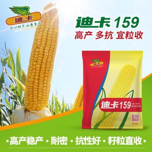 源育307玉米种子简介 307玉米种子介绍
307玉米品种概述